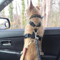 Ceinture de sécurité réglable pour animaux de compagnie